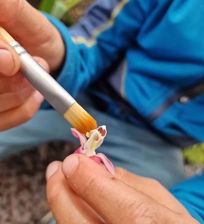Dr Zigs Sæbeboblesæt - Bubble Pollinator Kit