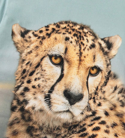 Molo T-shirt - Rubin - Big Cheetah Blue