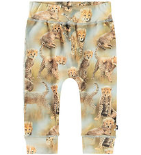 Molo Bukser - Sammy - Cheetah Cubs Molo Bukser - Sammy - Cheetah Cubs