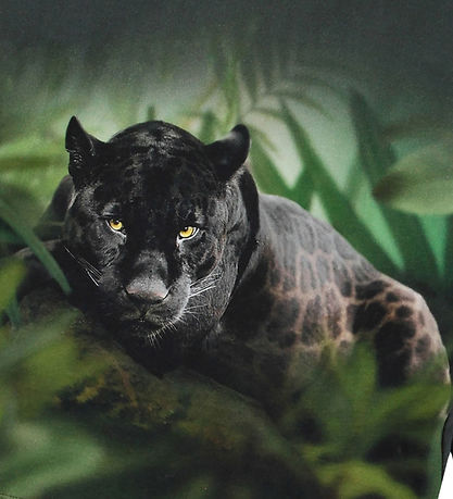 Molo Bluse - Rube - Black Jaguar