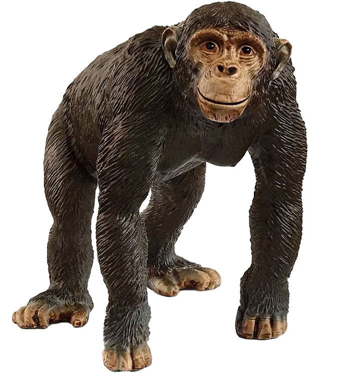 Chimpanse