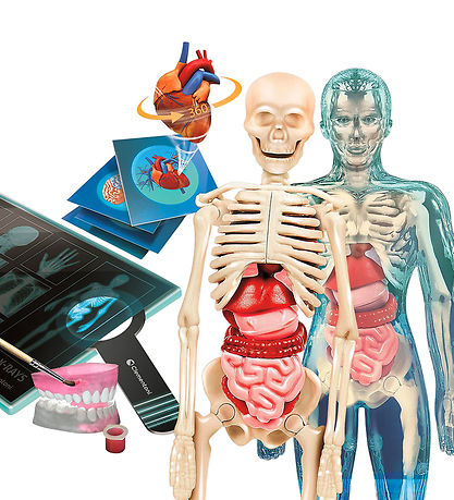 Science & Play - Kreasæt - Super Anatomy