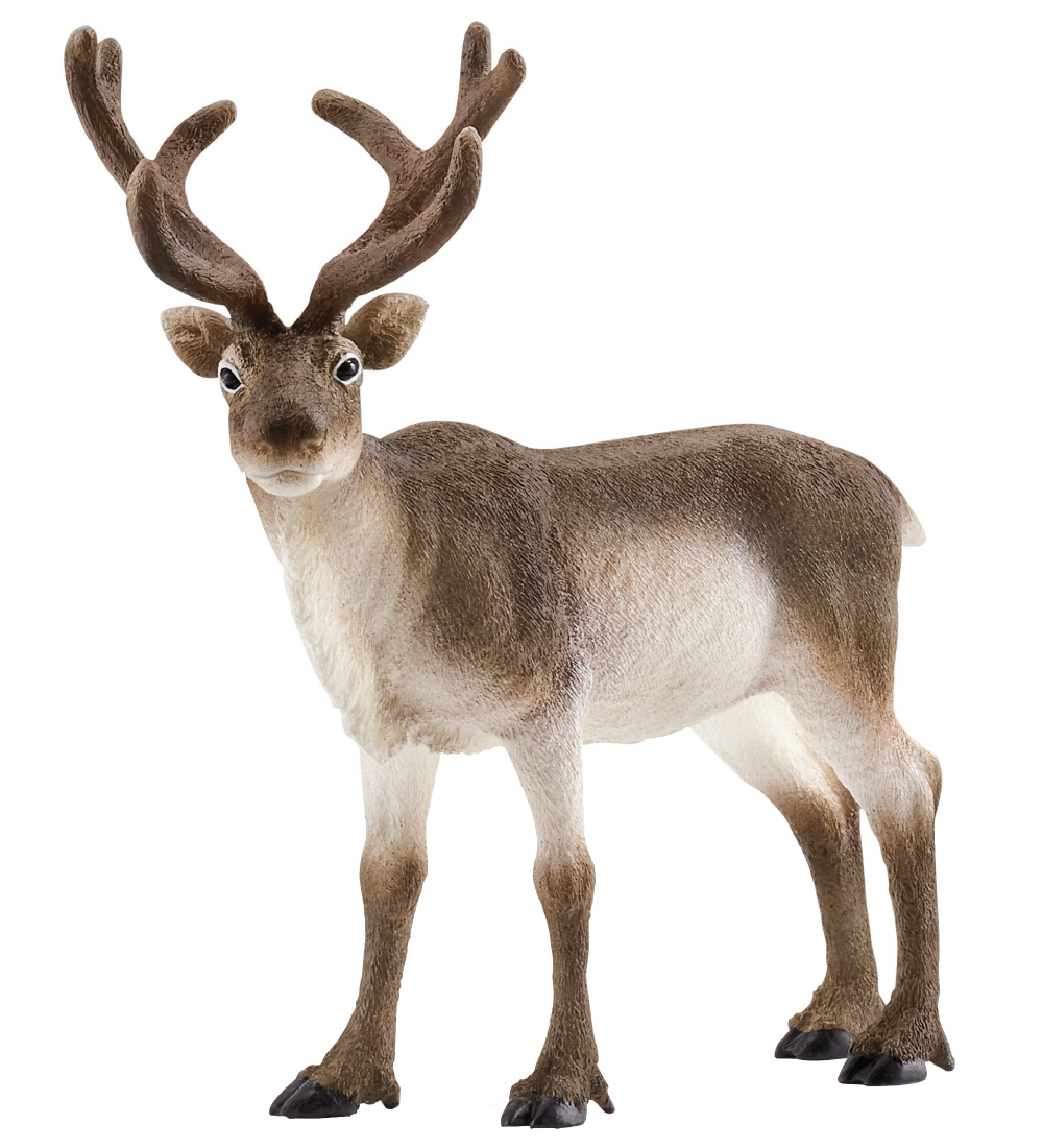 Schleich Tier - L:13 cm - Rentier 14837 - Schleich - One Size - Spielzeugtiere