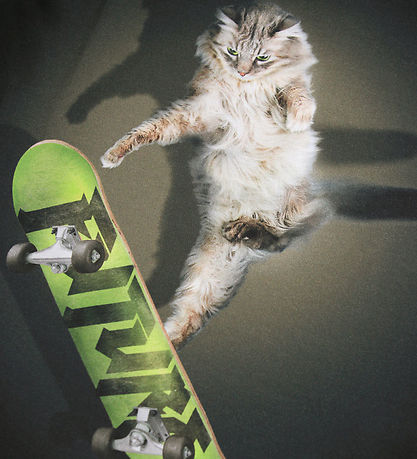 Molo Bluse - Rube - Skate Cat