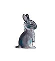 Citatplakat Plakat - A3 - Sweet Bunny Citatplakat Plakat - A3 - Sweet Bunny